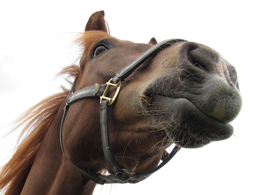 Photo of a horse 