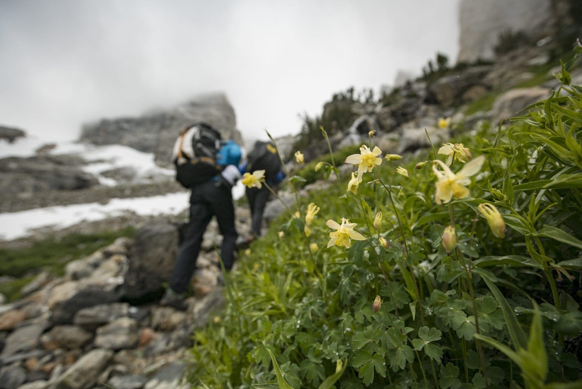 Flowers with two hikers in the background