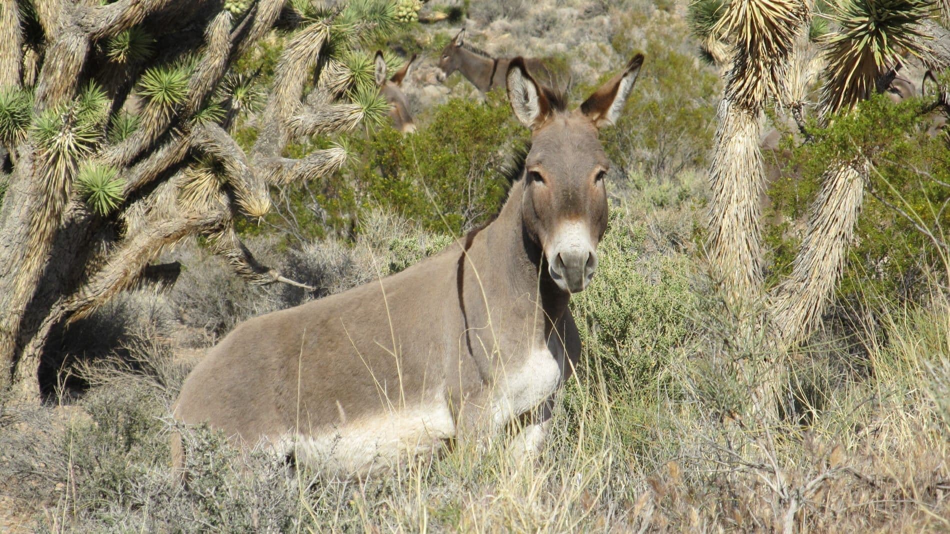 Animal in red rock